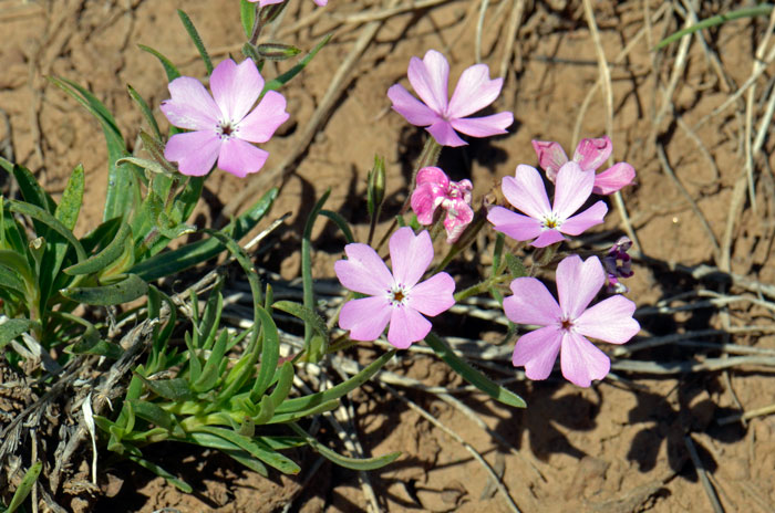 Phlox speciosa, Showy Phlox